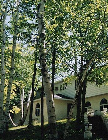 White Birch Inn Стърджън Бей Екстериор снимка